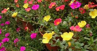 From erbeofficinali.altervista.org maybe you would like to learn more about one of these? Portulaca 12 Proprieta E Benefici Di Questa Pianta Medicinale Vita Sana Psicologia Filosofia E Pensiero Sulla Vita