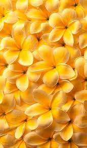 Sofortwirksamer Launemacher Nr 1 Goldgelb Farbpassnummer 31 Kerstin Tomancok Farb Typ St Beste Blumen Hintergrundbilder Blumen Blumen Hintergrund Iphone Kostenlose cliparts mit bunten blumen schoenste sache der welt. blumen hintergrund iphone