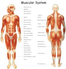 basic muscles of the body gallery basic human muscles