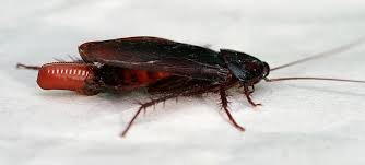 Finding even a single cockroach in your home can mean a serious situation. Smokybrown Cockroach Wikipedia