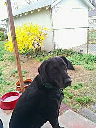 Skye And Forsythia She Dog Dogs Animals
