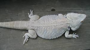Very red bearded dragon petsmart. Bearded Dragon Petsmart