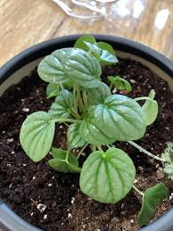 This section within the nevada department of agriculture licenses and monitors pest control companies and individuals for compliance with applicable laws and regulations. R Vegasplants