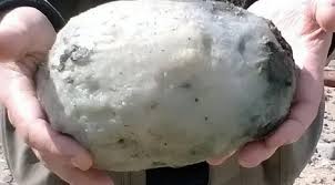 Jenis tulisan ini banyak digunakan pada karya fiksi. Berapa Harga Muntahan Ikan Paus Lifestyle Fimela Com