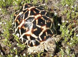 Indian Star Tortoise Care Sheet
