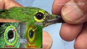 Ciri Ciri Cucak Ijo Jantan Muda Trotol Bag 2 Youtube