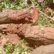 Image result for Pterocarpus tinctorius