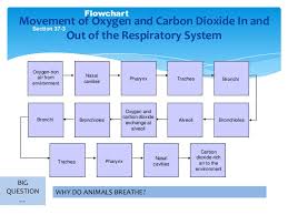 respiratory system