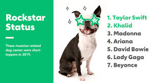 New pet night panther in luck royal garena free fire | review and skill test by death raider gaming. Friday Funny A Dog Named Taylor Swift