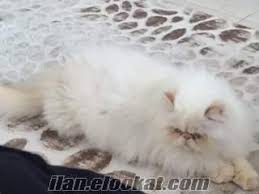 Mersin Iran Kedisi