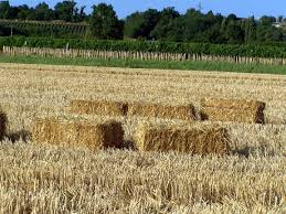 Comment must not exceed 1000 characters. Paille La Solution Ecologique Ultime Build Green