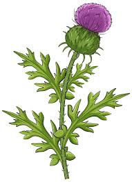 Image result for Dipsacus pinnatifidus