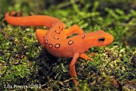 Image result for Dinebra caudata