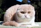 Scottish Folds For Sale