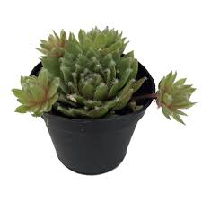 The rhode island is stand up in garden at thailand. Hens Chicks 3 Different Plants Sempervivum Great House Plant 2 Pots Walmart Com Walmart Com