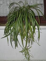 Image result for Chlorophytum macrosporum