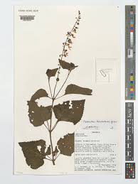 Image result for Equilabium