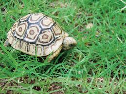 Leopard Tortoise Care And Breeding Tips