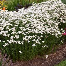 See more ideas about perennials, full sun perennials, sun perennials. 15 White Perennials Walters Gardens Inc