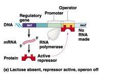 Lac Operon Regulation Of Gene Expression In Prokaryotes Gene Expression Regulation Of Gene Expression Prokaryotes