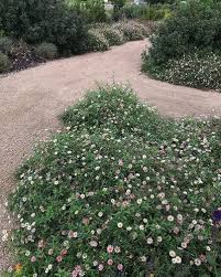 Image result for Erigeron karvinskianus