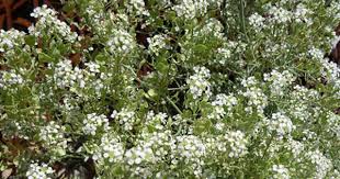 Desert Alyssum Alyssum Wild Flowers Plants