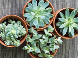 Visualizza altre idee su fioriere succulente, giardino di piante grasse. Nel Nostro Blog Puoi Trovare Uno Spunto Per Le Tue Idee E Progetti