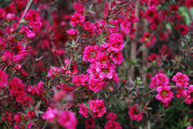 Leptospermum scoparium | Azu Factoría Natural