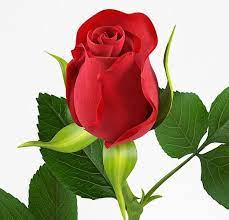 Geek Love 3d Printed Red Rose For Your High Tech Romance Beautiful Flowers Pictures Beautiful Rose Flowers Beautiful Flowers