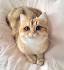 British shorthair cattery | United States | British ...