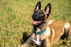 Sable rock german shepherds has puppies for sale on akc puppyfinder. Maine Dog Training Company Home Facebook