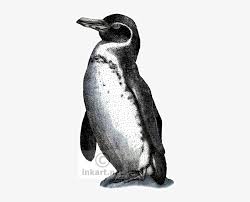 On this episode of animal fact files discover the only species of penguins found north of the equator.you can learn more on:twitter. Galapagos Penguin Art Decal Galapagos Penguin Throw Blanket 339x590 Png Download Pngkit