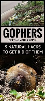 Stray cats may be entertaining to watch from afar, but when they decide to make your yard their home, that's another story. Don T Lose Any More Plants I Think It S Officially The Time To Kill Gophers You Can Now Use These Natural Hacks To Ge Getting Rid Of Gophers Gopher Lawn Care