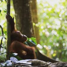 The Last Animals On Instagram Sumatran Orangutans Are Critically Endangered Due To The Palm Oil Industry And Deforestati Orangutan Sumatran Orangutan Animals