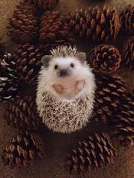 Image result for cute baby animals
