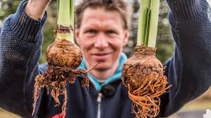 Dieser umstand wirft fragen auf rund um die fachgerechte kultivierung. Pflege Plan Amaryllis Wieder Zum Bluhen Bringen Ndr De Ratgeber Garten