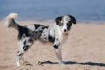 BC Museum: Merle Border Collies