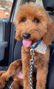 My furry homie escaped today around 11 am. She was seen