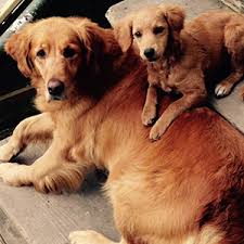 You'll find below all the articles written in the puppy category of this site. Golden Retrievers Roly Poly Puppies
