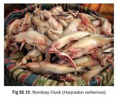 Image result for Scombroid Fish Poisoning