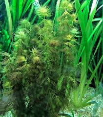 Image result for Ceratophyllum submersum