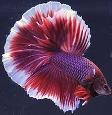 Betta Breeders Lavender Halfmoon Pair Male And Female Live Fish Imported Bojovnice