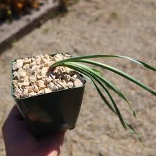 Image result for Boophone