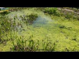 Youtube Algen Im Teich Teichpflanzen Teich