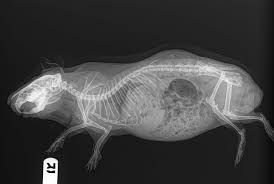 Pet emergency & specialty center has an estimated 44. Guinea Pig Husbandry Clinician S Brief