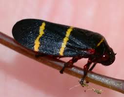 Maybe you would like to learn more about one of these? Yellow Striped Black And Red Bug Prosapia Bicincta Bugguide Net