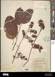 Image result for Combretum paniculatum