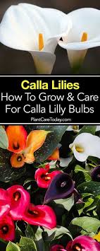 Growing Calla Lilies Tips On Calla Lily Plant Care Calla Lily Bulbs Lily Plant Care Calla Lily Flowers