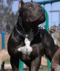 American Pitbull Terror Xxl Bully Breeds Dogs Dogs Pitbulls