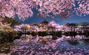 Maybe you would like to learn more about one of these? Wallpaper Japan Sakura Trees Pink Flowers Night Pond Temple Garden 1920x1200 Hd Picture Image